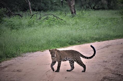 galta leopard safari jaipur